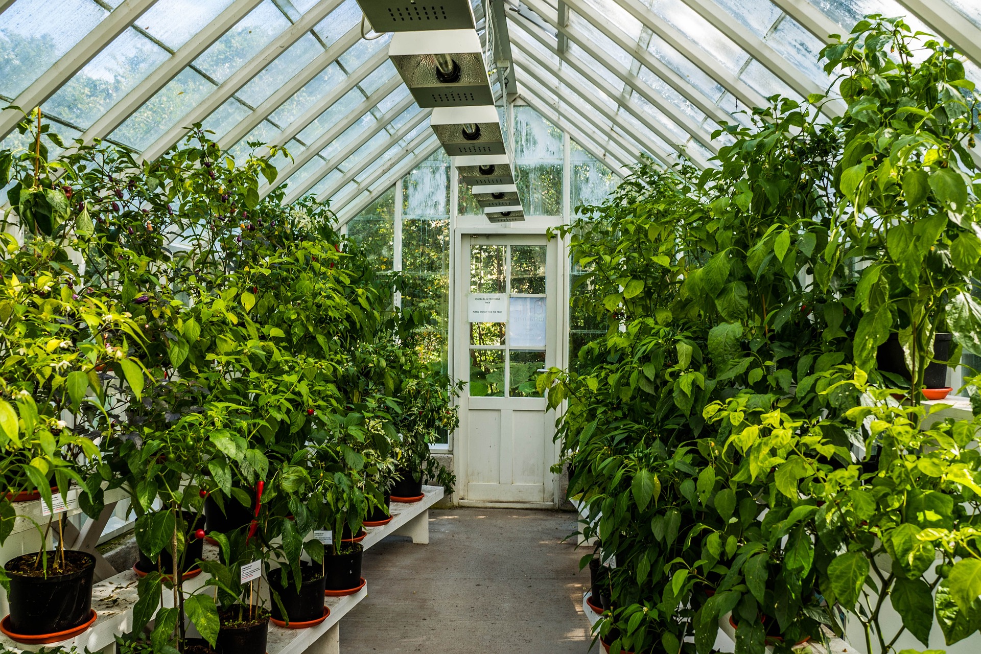 How to Grow Coffee in a Greenhouse